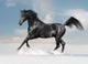 Black Arab Horse Winter Wall Decal