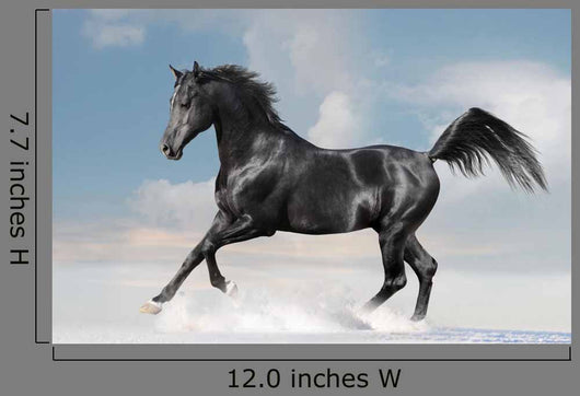 Black Arab Horse Winter Wall Decal