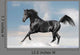 Black Arab Horse Winter Wall Decal