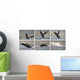 Whale Photo Sequence Wall Decal