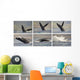 Whale Photo Sequence Wall Decal