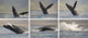 Whale Photo Sequence Wall Decal