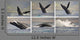 Whale Photo Sequence Wall Decal