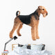 Airedale Terrier Dog Wall Decal