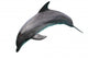 Dolphin Jumping Wall Decal