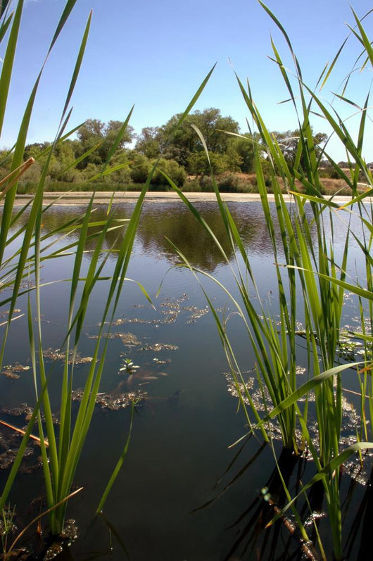 Riparian Pond Reflection Wall Decal