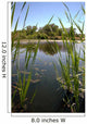 Riparian Pond Reflection Wall Decal