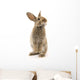 Adorable Rabbit White Wall Decal
