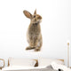 Adorable Rabbit White Wall Decal