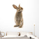 Adorable Rabbit White Wall Decal