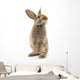 Adorable Rabbit White Wall Decal