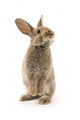 Adorable Rabbit White Wall Decal