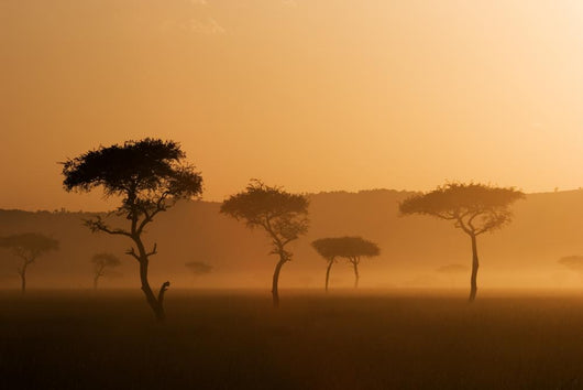 Sunset Massai Mara Wall Decal