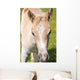 Puledro Wall Decal