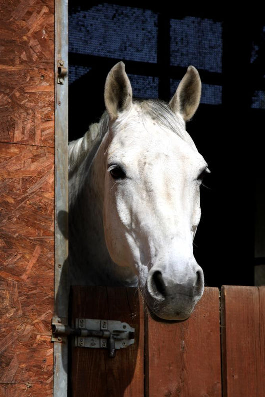 Horse Stable Wall Decal