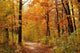 Fall Wall Decal