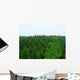 Forest Tree Tops Landscape Wall Decal