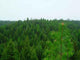 Forest Tree Tops Landscape Wall Decal