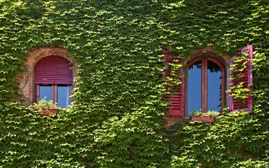 Windows Surrounded Creeping Ivy Wall Decal