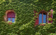 Windows Surrounded Creeping Ivy Wall Decal