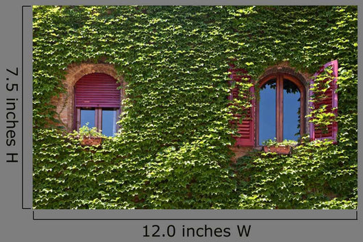 Windows Surrounded Creeping Ivy Wall Decal