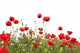 Poppy Flowers Wall Decal