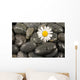 Wet Black Stones and Wall Decal