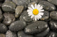Wet Black Stones and Wall Decal
