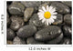 Wet Black Stones and Wall Decal