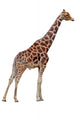 Giraffe Right Side Wall Decal