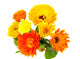 Ringelblume Calendula Wall Decal