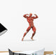 Man Muscular System Anterior