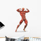 Man Muscular System Anterior
