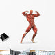 Man Muscular System Anterior