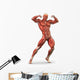 Man Muscular System Anterior