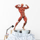 Man Muscular System Anterior