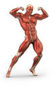 Man Muscular System Anterior