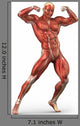 Man Muscular System Anterior