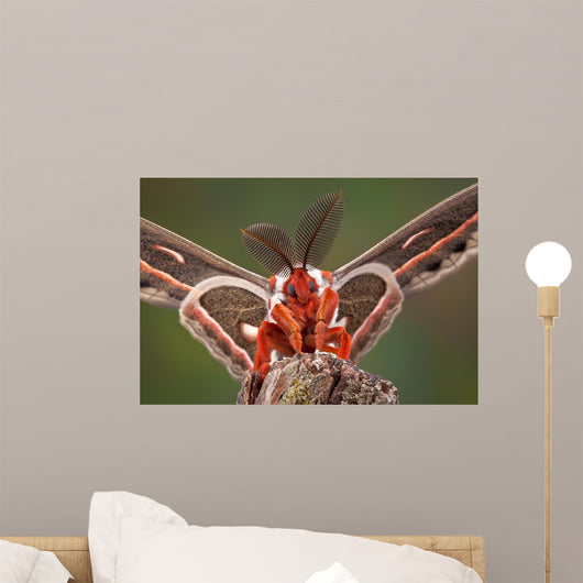 Cecropia Moth Portrait Wall Mural