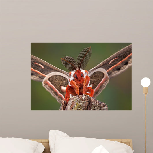 Cecropia Moth Portrait Wall Mural