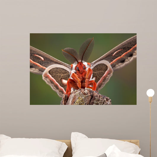 Cecropia Moth Portrait Wall Mural