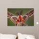 Cecropia Moth Portrait Wall Mural