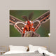Cecropia Moth Portrait Wall Mural