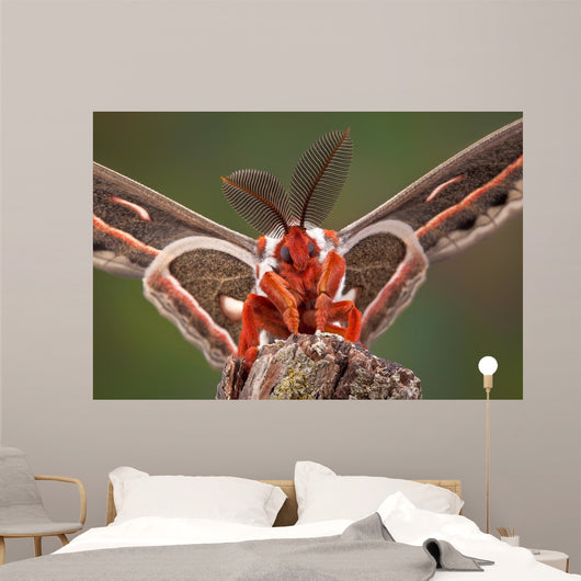 Cecropia Moth Portrait Wall Mural
