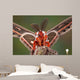 Cecropia Moth Portrait Wall Mural