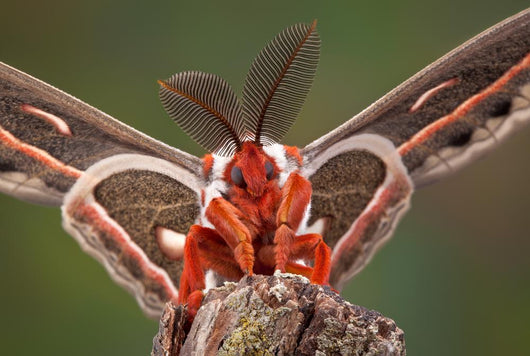 Cecropia Moth Portrait Wall Mural