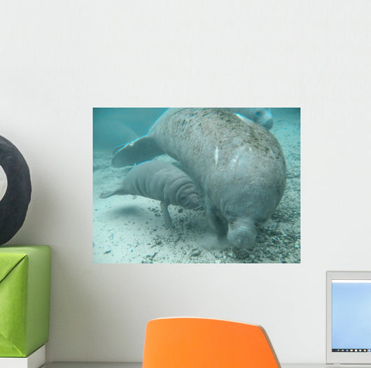 manatee lamantin Wall Mural