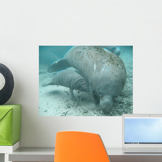 manatee lamantin Wall Mural