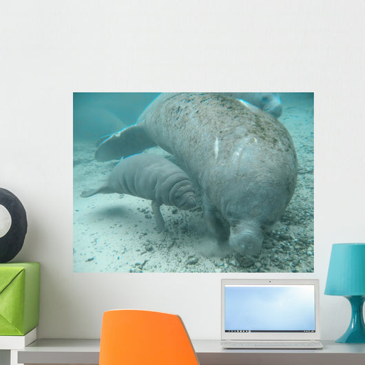 manatee lamantin Wall Mural