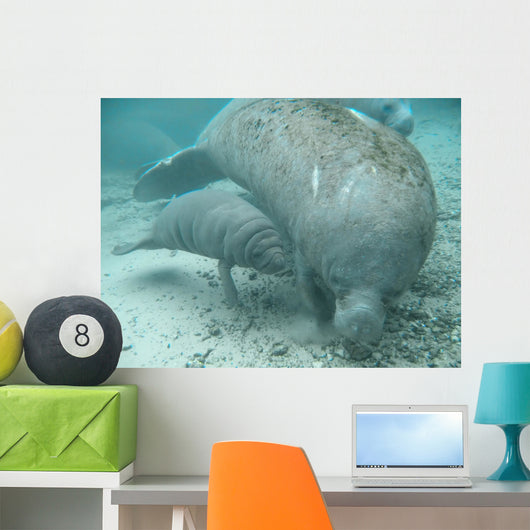 manatee lamantin Wall Mural